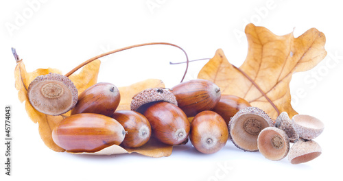 acorn isolated on a white background photo