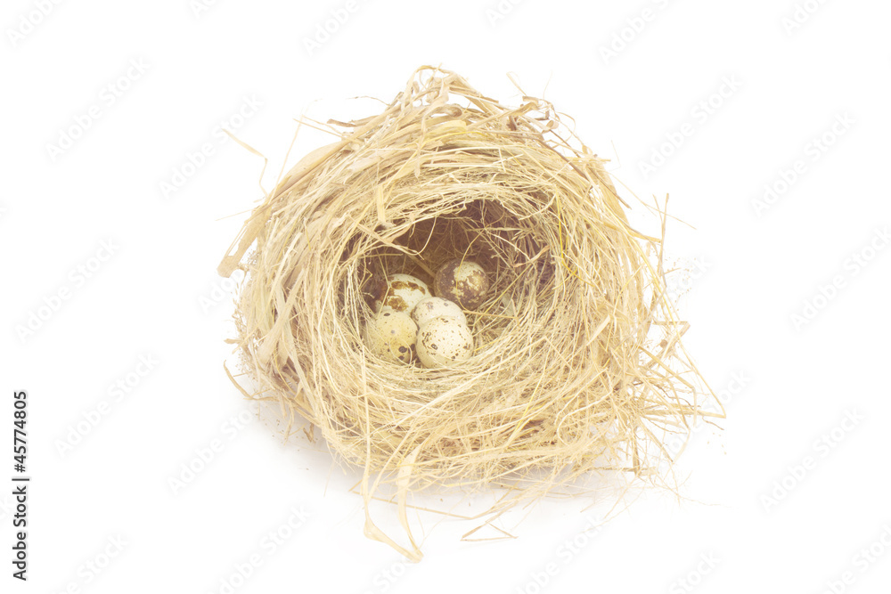 Obraz premium Bird nest on white background