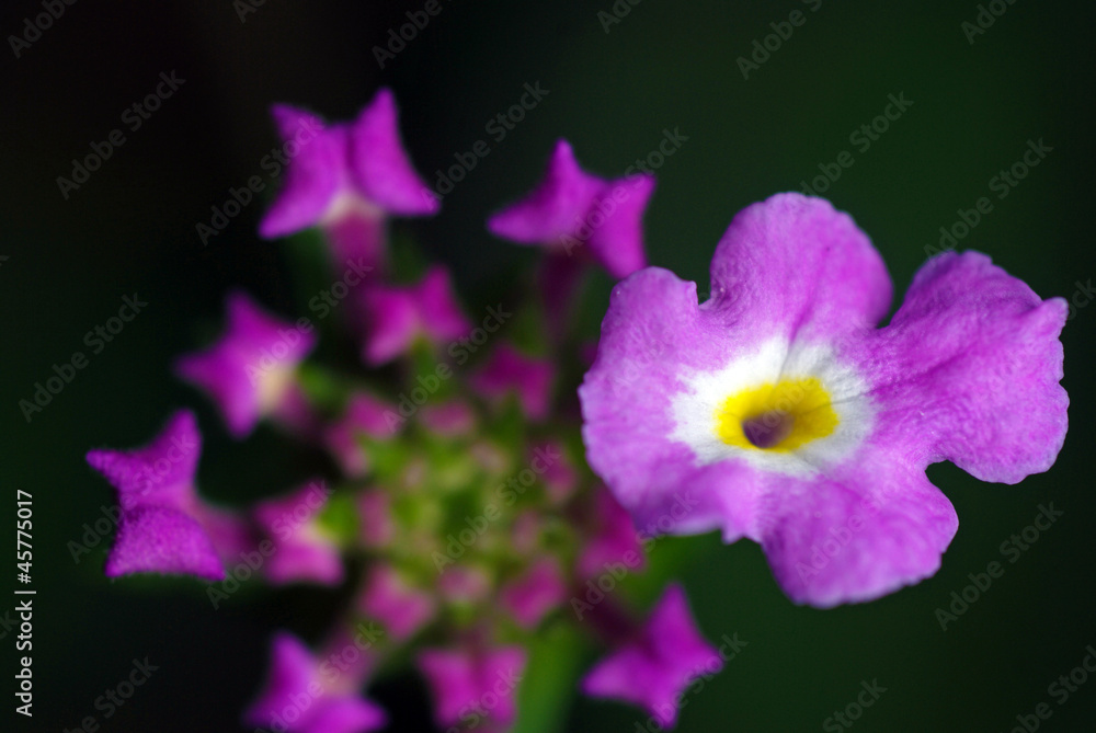 Fototapeta premium Pink flower