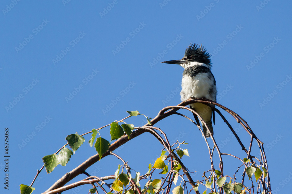 Obraz premium Belted Kingfisher