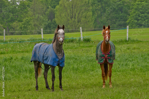 Fototapeta Naklejka Na Ścianę i Meble -  Colorful ponies in meadow