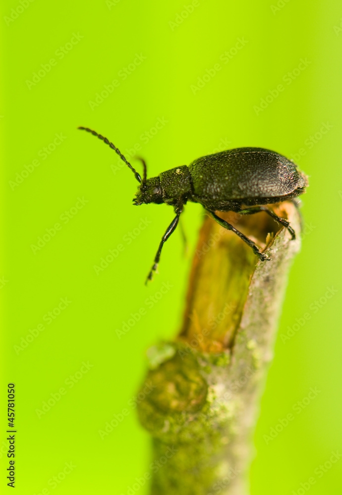 Beetle Beetle