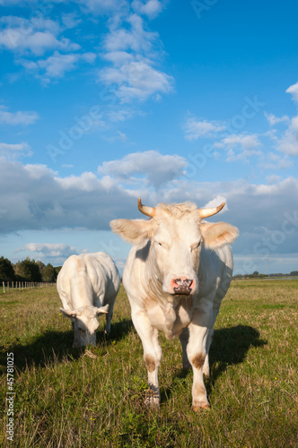 Fototapeta Naklejka Na Ścianę i Meble -  Two blonde cows in a sunny meadow