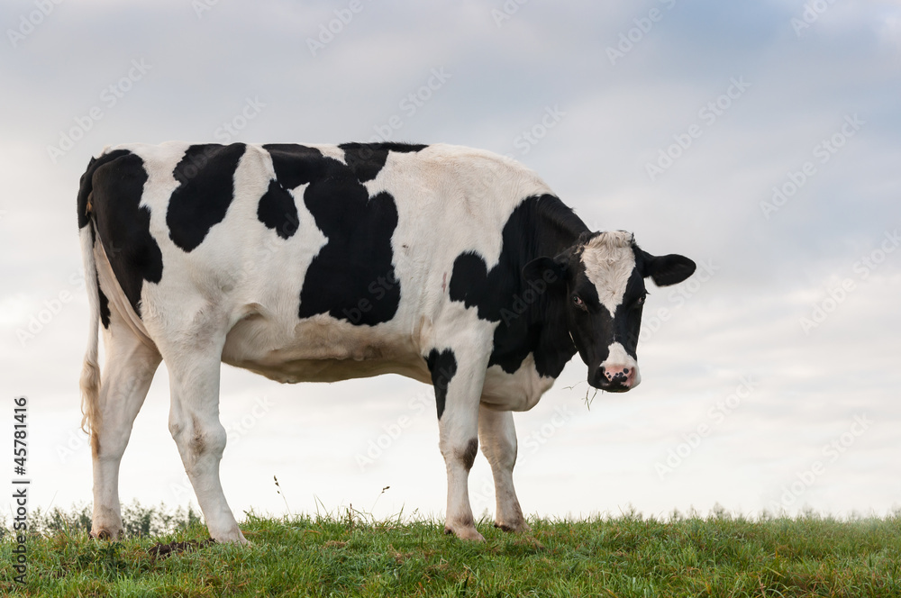 Young black spotted cow standing on a dike Young black spotted cow standing on a dike