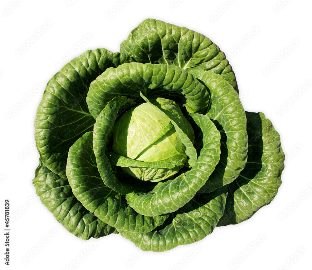 Fototapeta premium cabbage