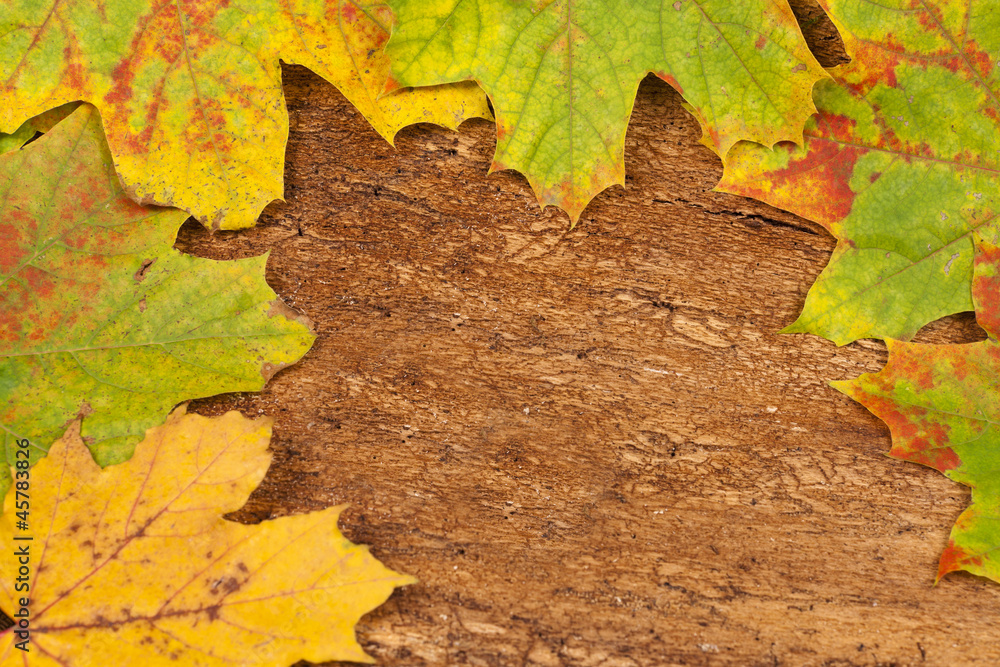 Background with autumnal colored maple leaves on bark Background with autumnal colored maple leaves on bark