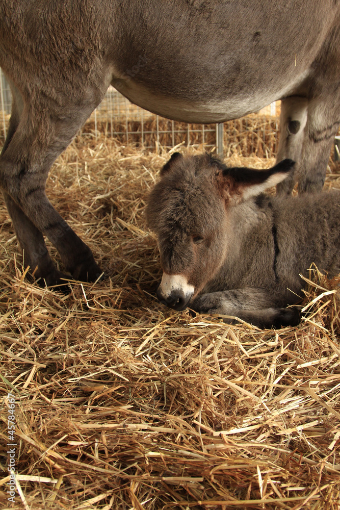 Fototapeta premium asino asinello