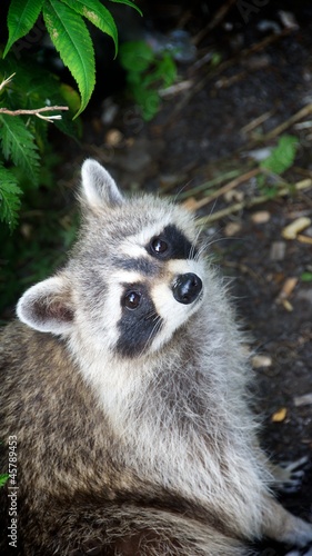 Crouching Raccoon Staring At The Camera in Montreal
