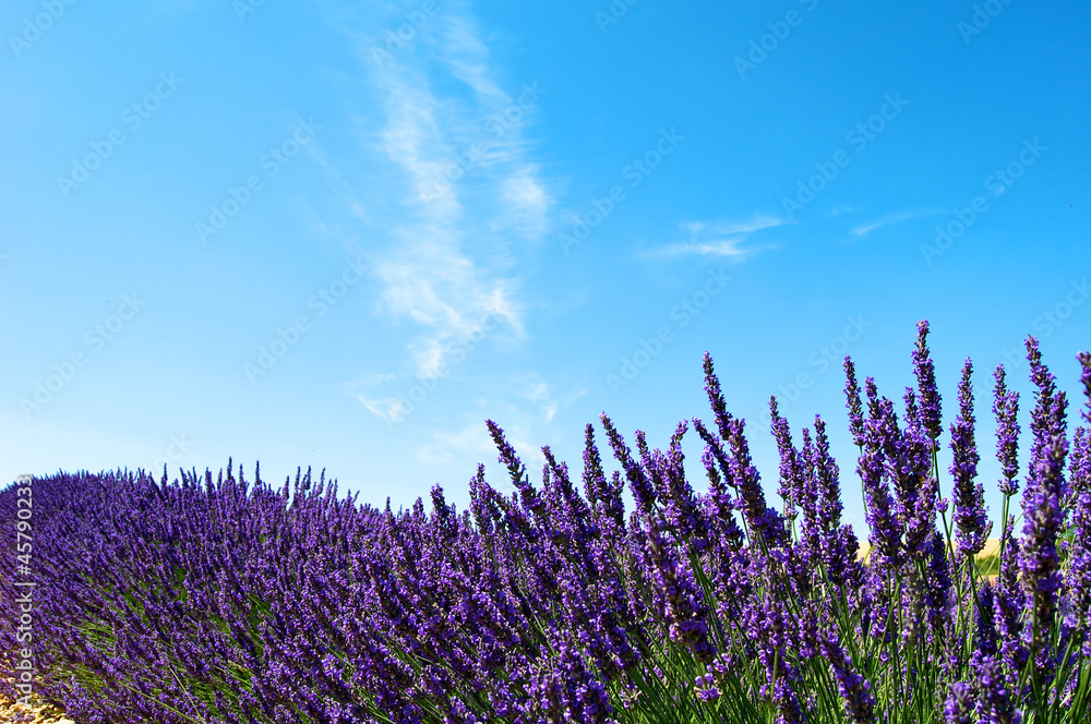 Obraz premium Lavender in front of a blue sky.