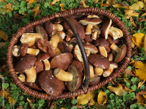Pilzkorb mit Maronenröhrling und Herbstblättern