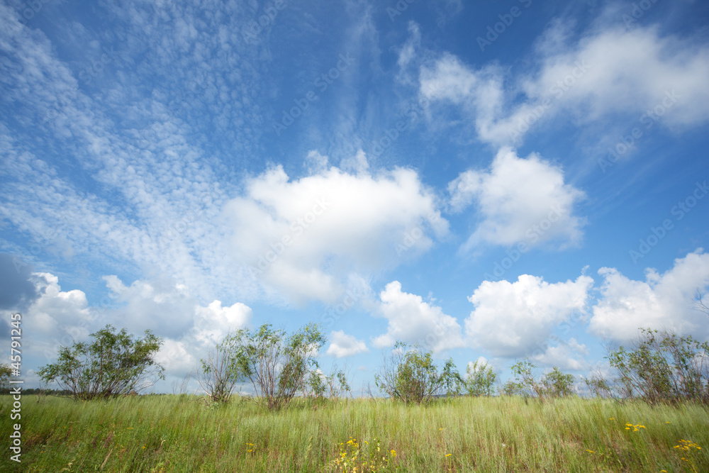 Beautiful sky, field with high grass Beautiful sky, field with high grass