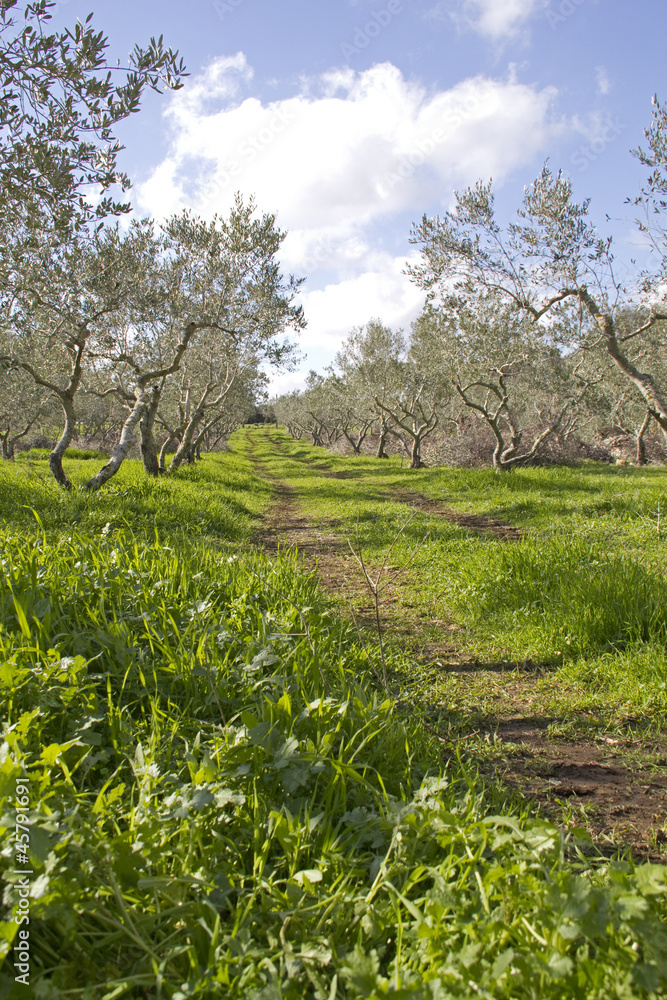 Olive grove in Galilee .Israel.