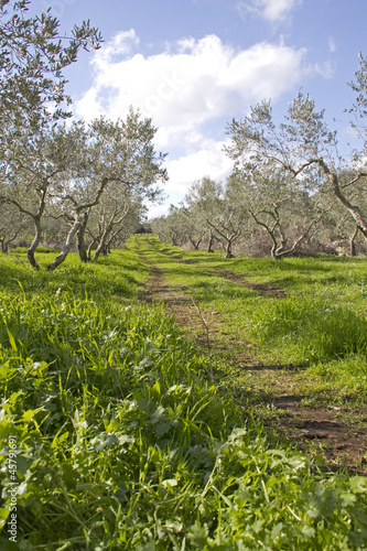Olive grove in Galilee .Israel.