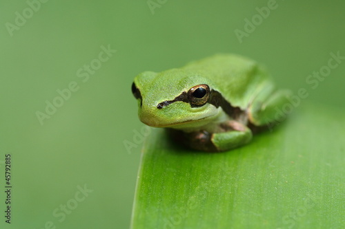 Hyla frog on a green leaf and green background relax