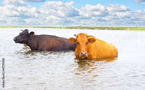 Cows is looking for coolness in the water of river © urcis