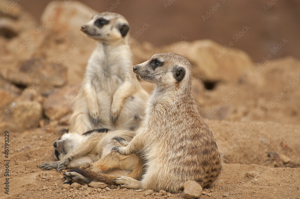 Meerkat Meerkat