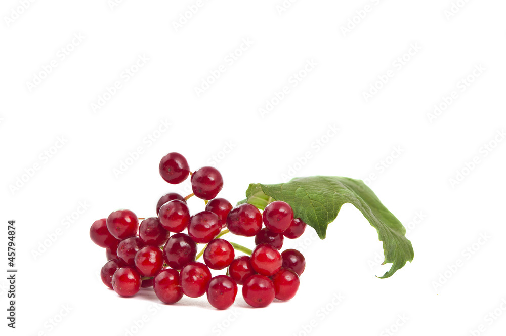 red viburnum isolated red viburnum isolated