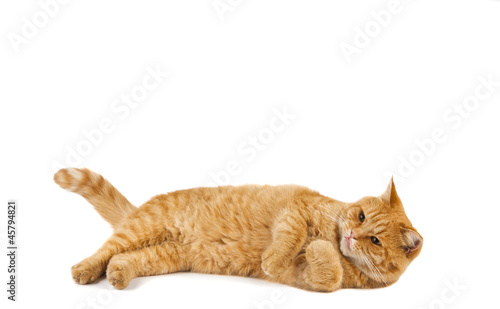Fotografia, Obraz ginger cat isolated