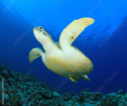 Green Sea Turtle underwater © Richard Carey