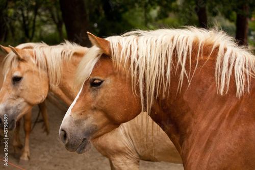 Fototapeta Naklejka Na Ścianę i Meble -  Cavallo