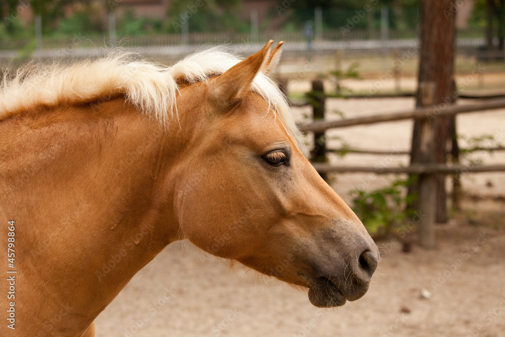 Naklejka premium Cavallo