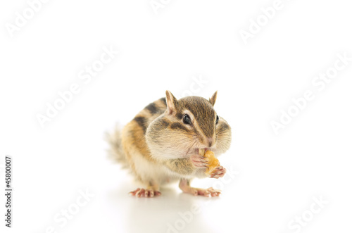 えさを食べるシマリス © stockfoto