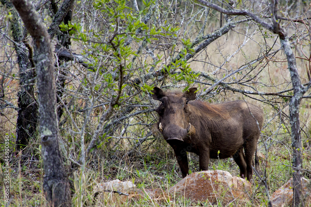 Warthog in South Africa Warthog in South Africa