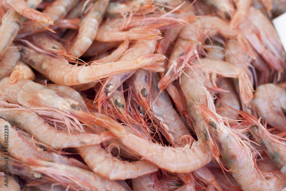 fresh shrimps