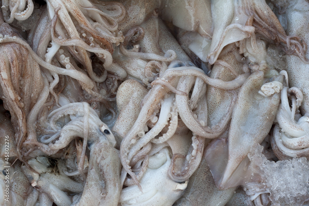 Squids for Sale