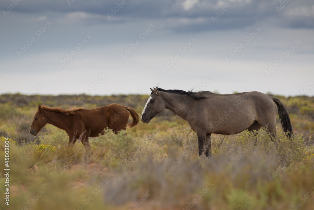 Wild Horses In Utah