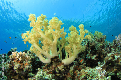 Soft Corals on Red Sea reef