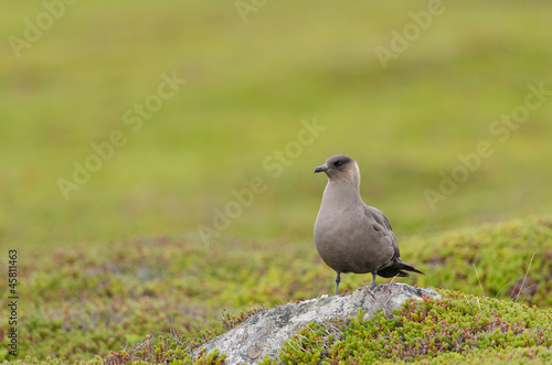 Schmarotzerraubmöwe, Arctic skua, Stercorarius parasiticus © Wolfgang Kruck