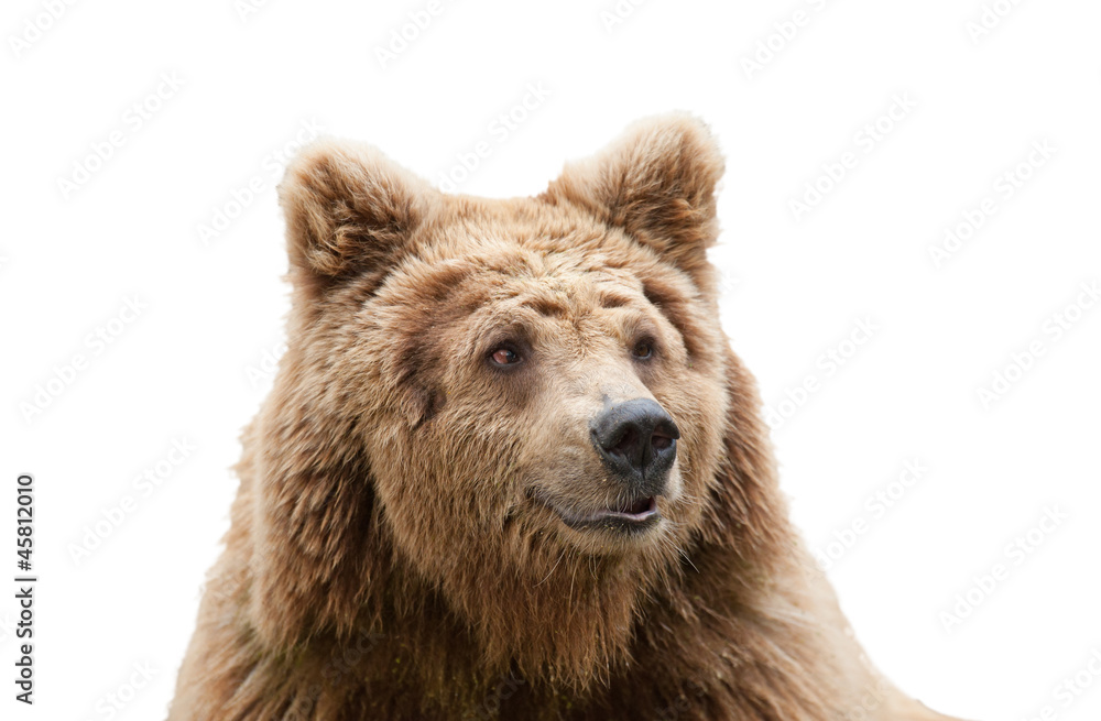 Naklejka premium isolated bear head