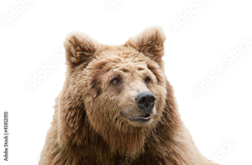 isolated bear head