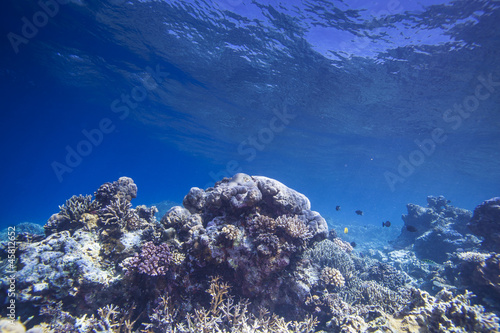 Fototapeta Naklejka Na Ścianę i Meble -  healthy reef