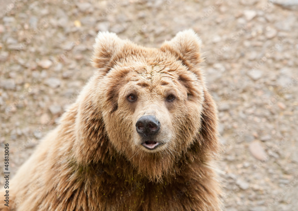 Fototapeta premium bear