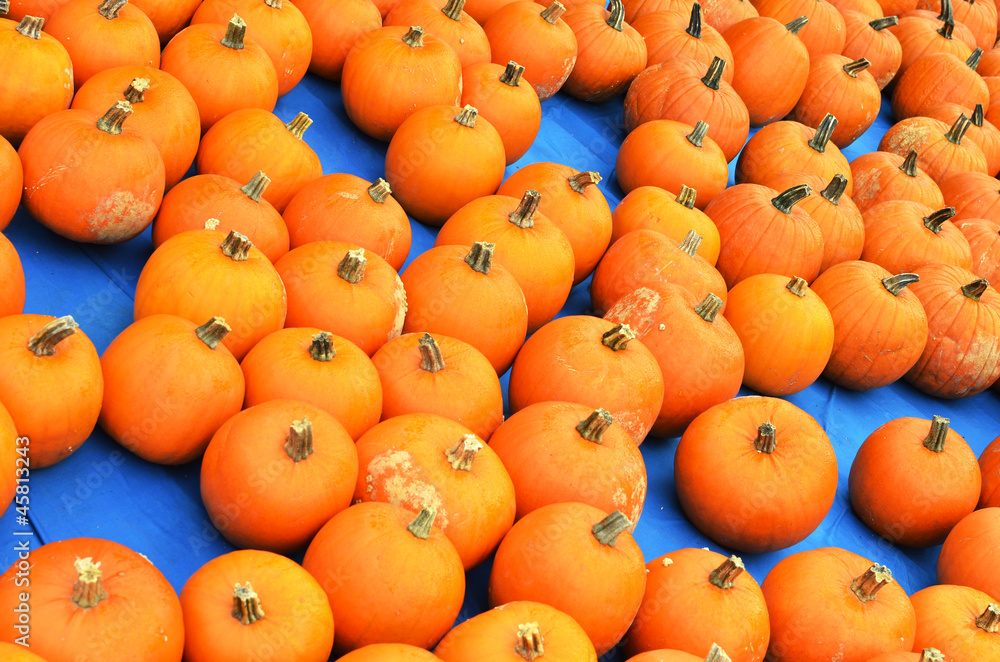 Pumpkins Pumpkins