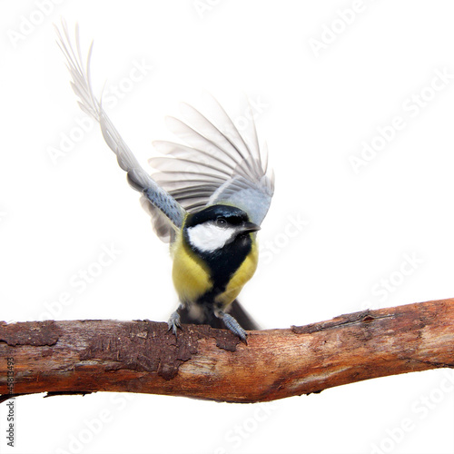 great tit bird, with elegant movement of the wings