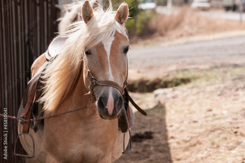 Fototapeta premium Foal, close up