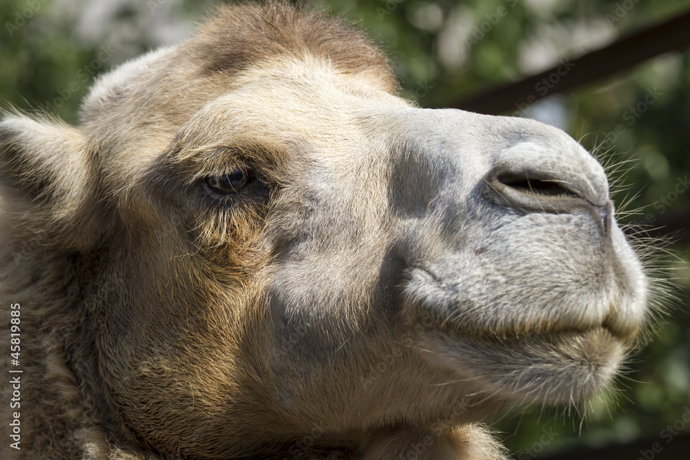 Fototapeta premium Portrait of a camel