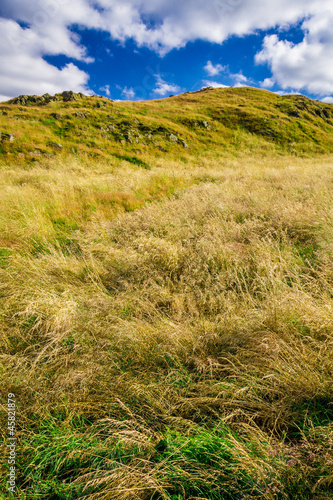 Grass on the hill in summer