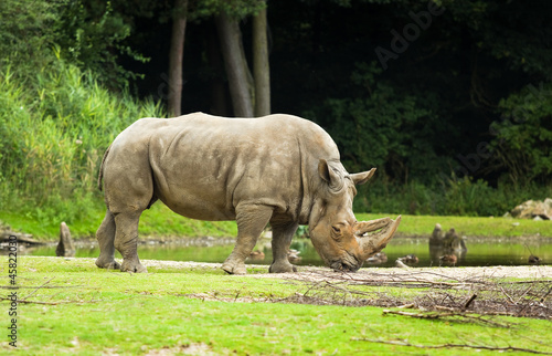 White rhinoceros or Ceratotherium simum