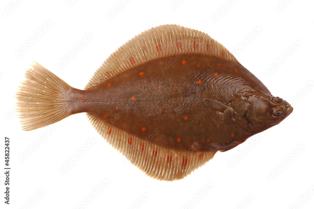 Fototapeta premium Plaice Fish
