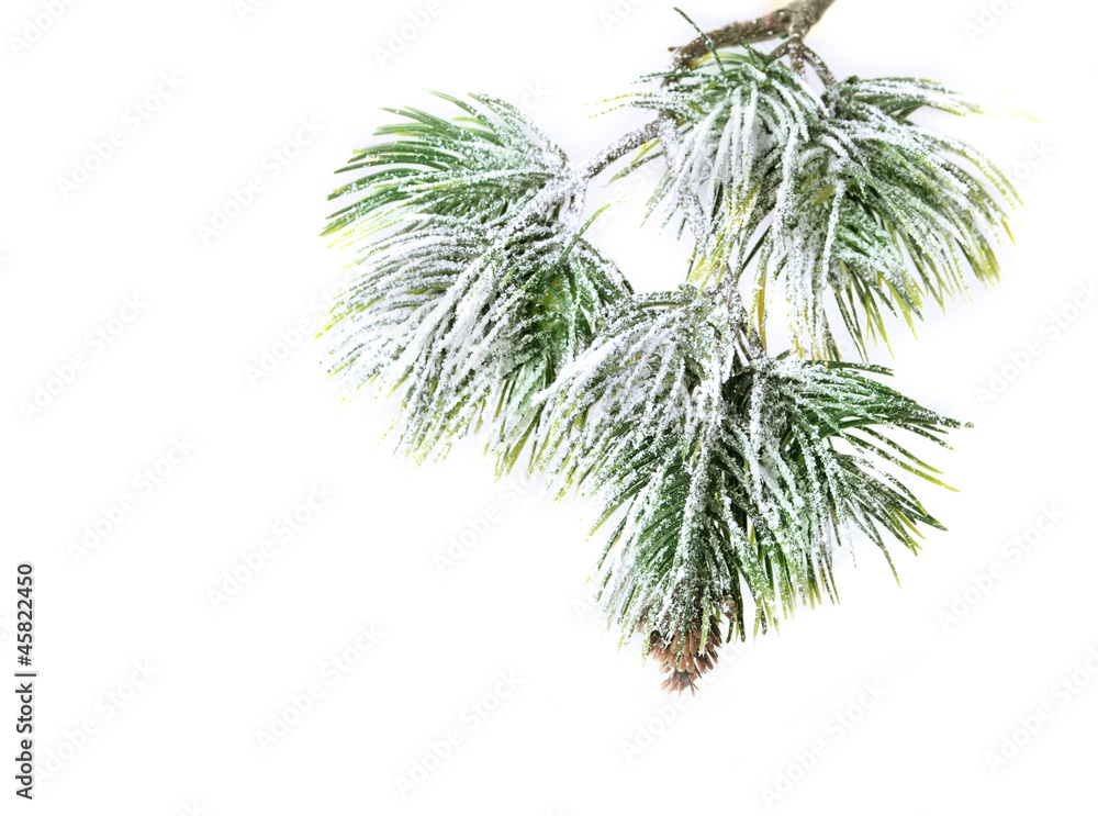 Christmas evergreen spruce tree Christmas evergreen spruce tree