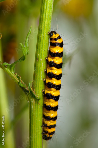 cinnabar r moth devouring ragwort © mbz1