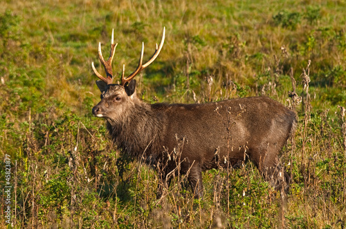king stag sika on rutting ground in autumn