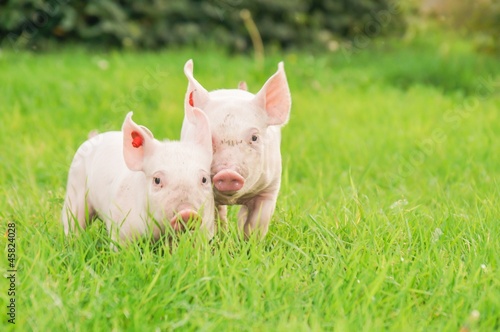 Ferkel auf Wiese