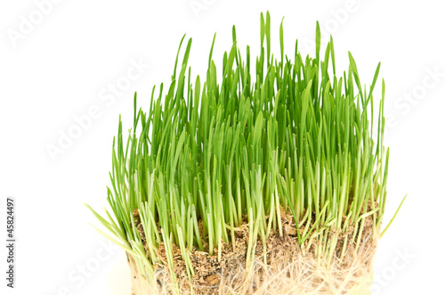 Green grass showing roots