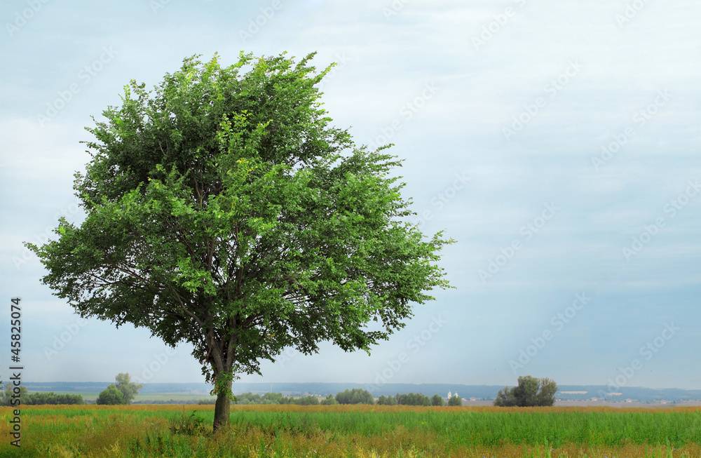 Naklejka premium lonely growing tree