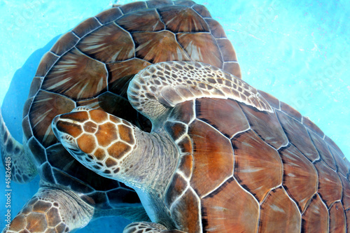 Turtle